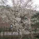 Prunier Myrobolan et fleurs ce 02 mars 2024 Arbuste arborescent ou petit arbre à couronne d'abord irrégulière et érigée puis étalée. Les ramifications du prunier myrobolan sont denses et buissonnantes. Les fruits sont ronds, jaunes ou rouge, juteux et avec une saveur sucrée.